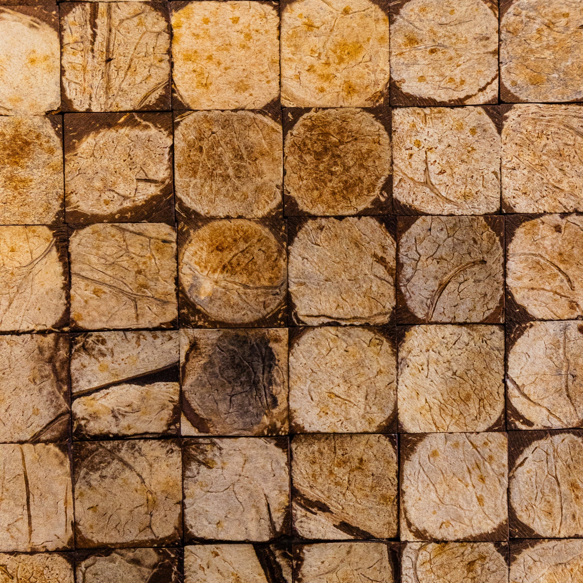 PARED COCO, BOGOTÁ, COLOMBIA, MELHS