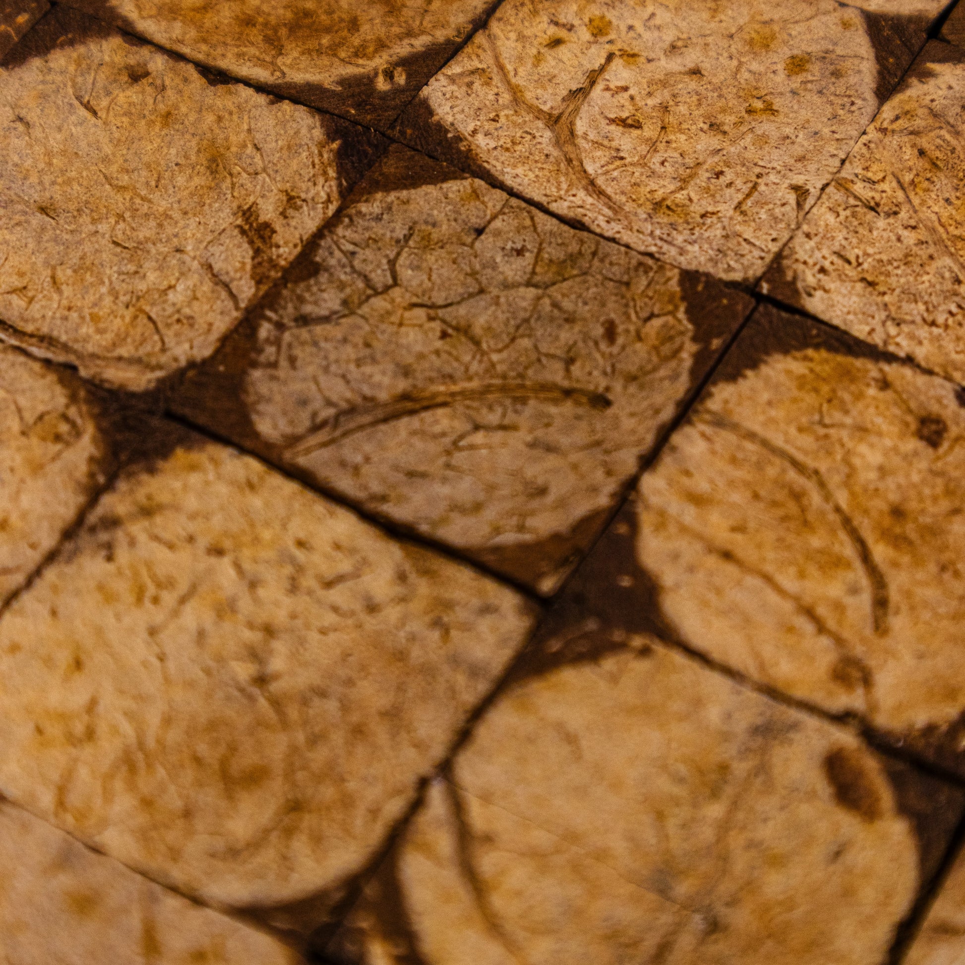 PARED COCO, BOGOTÁ, COLOMBIA, MELHS