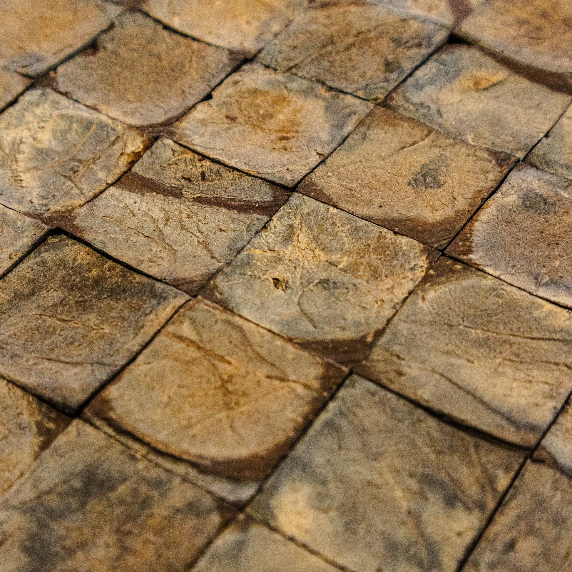 PARED COCO, BOGOTÁ, COLOMBIA, MELHS